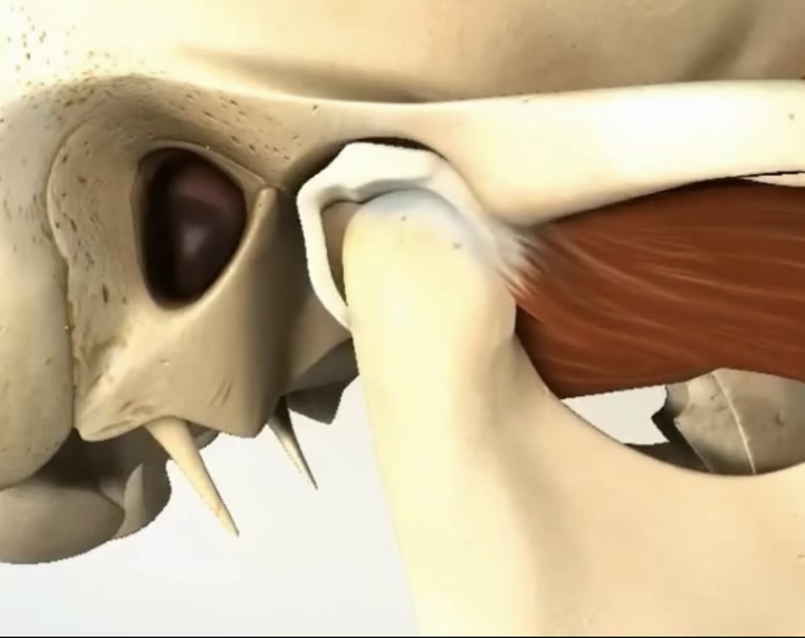 Ilustração anatômica da articulação temporomandibular